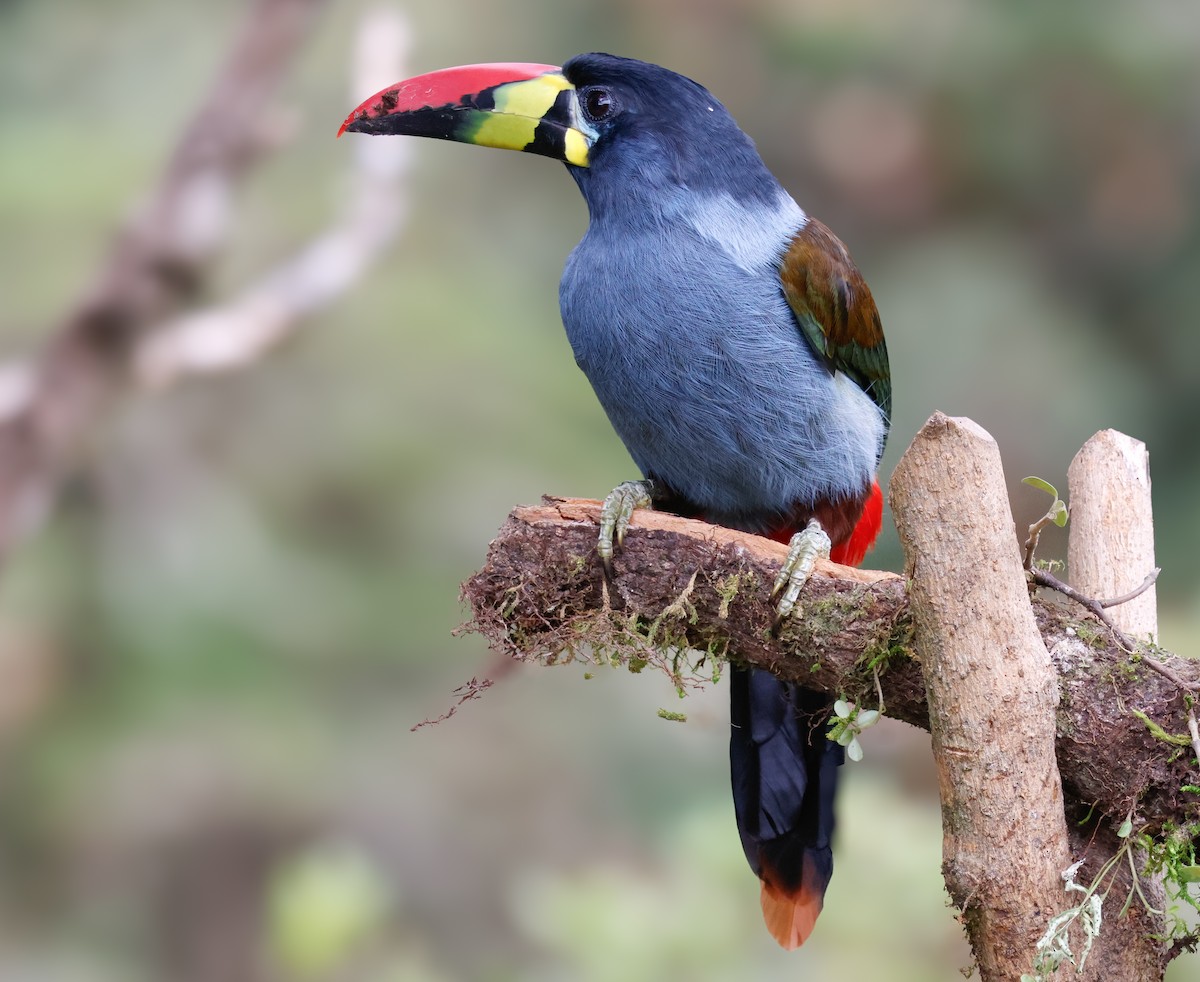 Gray-breasted Mountain-Toucan - ML640435624