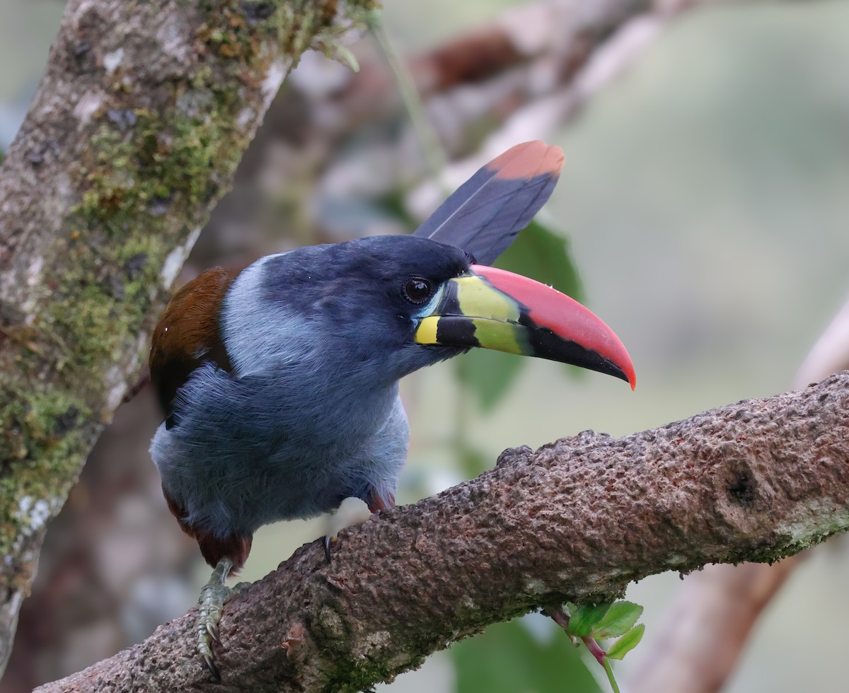 Gray-breasted Mountain-Toucan - ML640435626