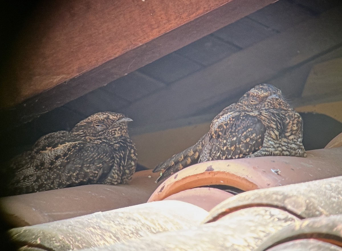 Blackish Nightjar - ML640435651