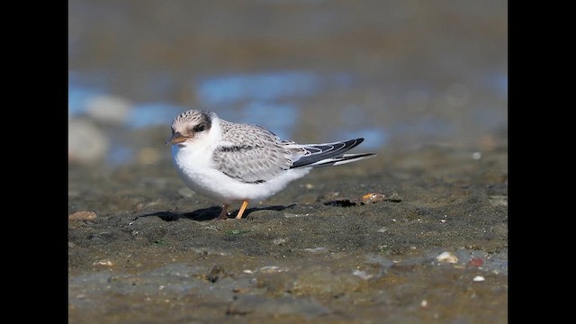 Least Tern - ML640435694