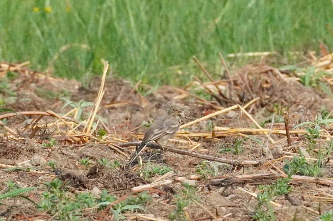 White Wagtail - ML640435730