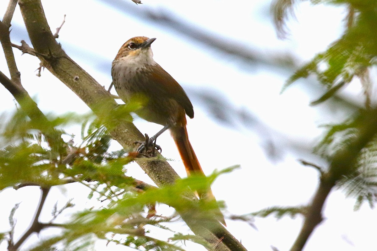 Chinchipe Spinetail - ML640435736