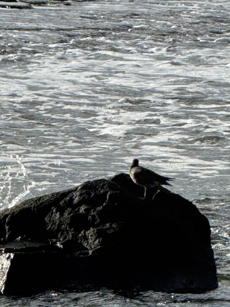 Wanderwasserläufer - ML640435737