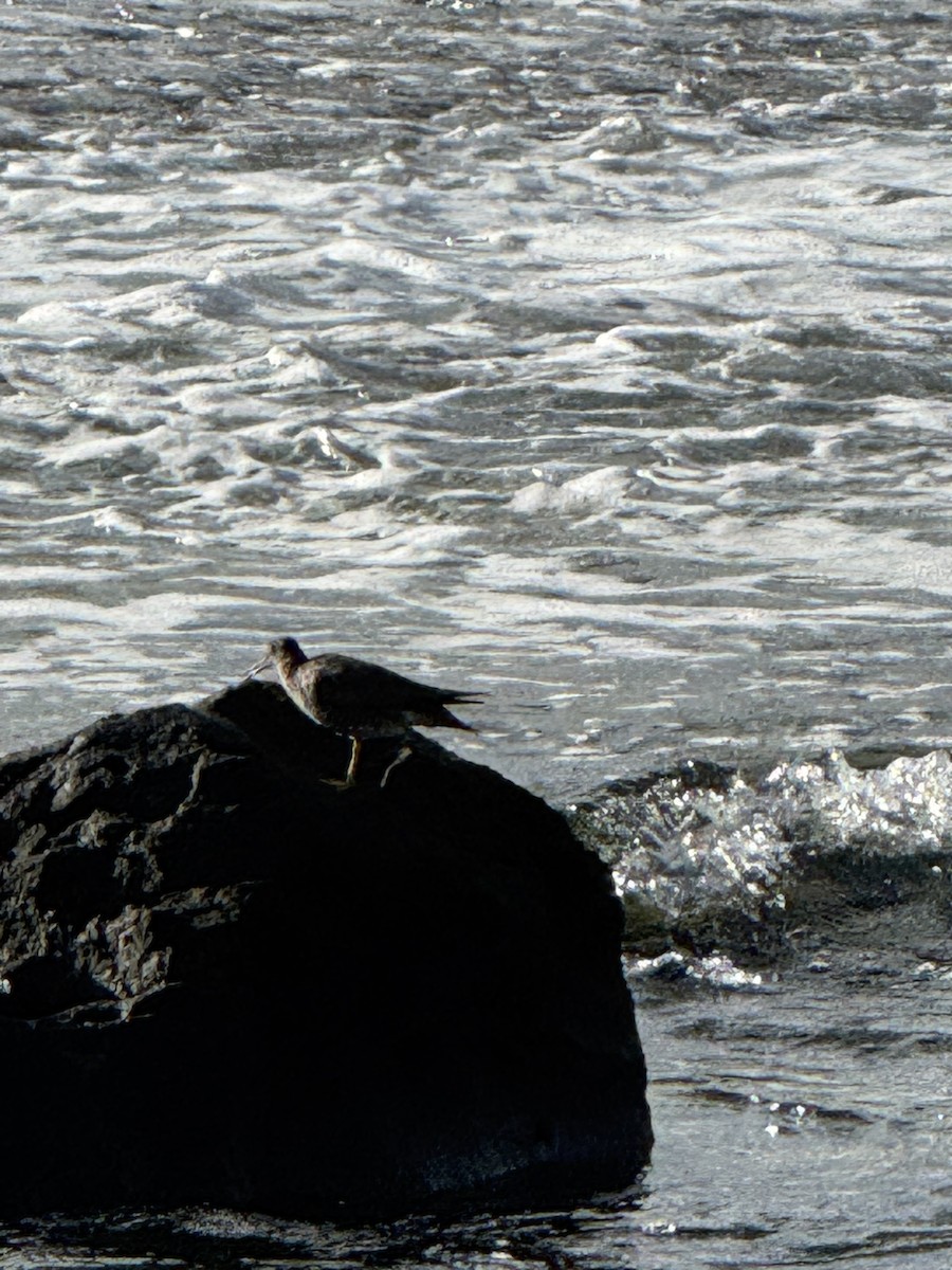 Wanderwasserläufer - ML640435738