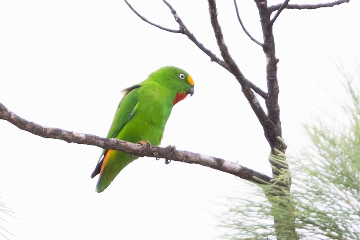 Papuan Hanging-Parrot - ML640435763