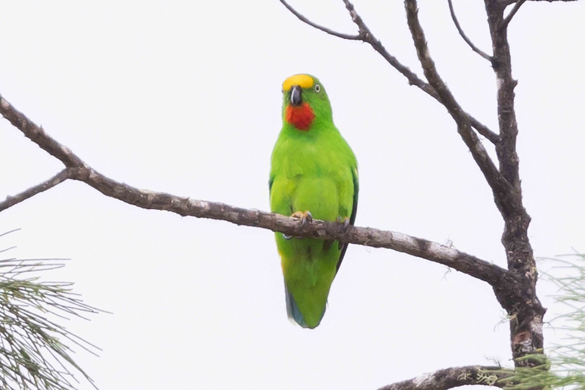 Papuan Hanging-Parrot - ML640435772