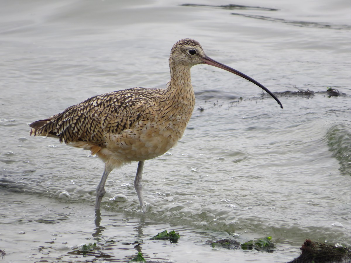 Long-billed Curlew - ML640435908