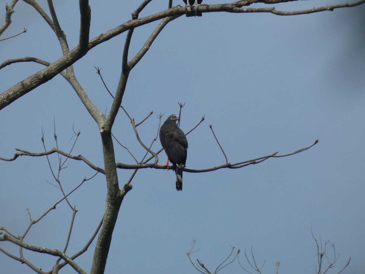 Crane Hawk - ML640435957