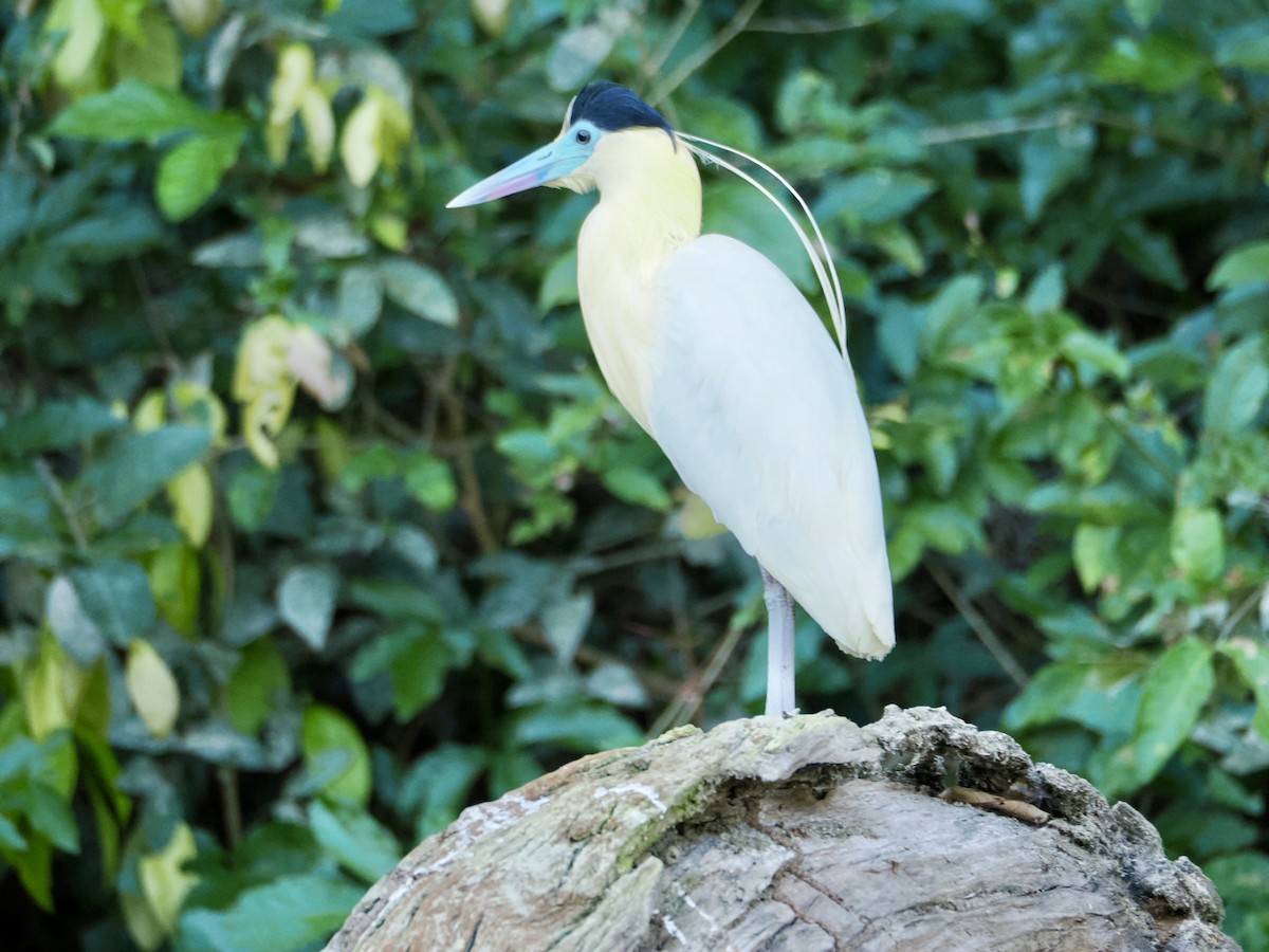 Capped Heron - ML640435984