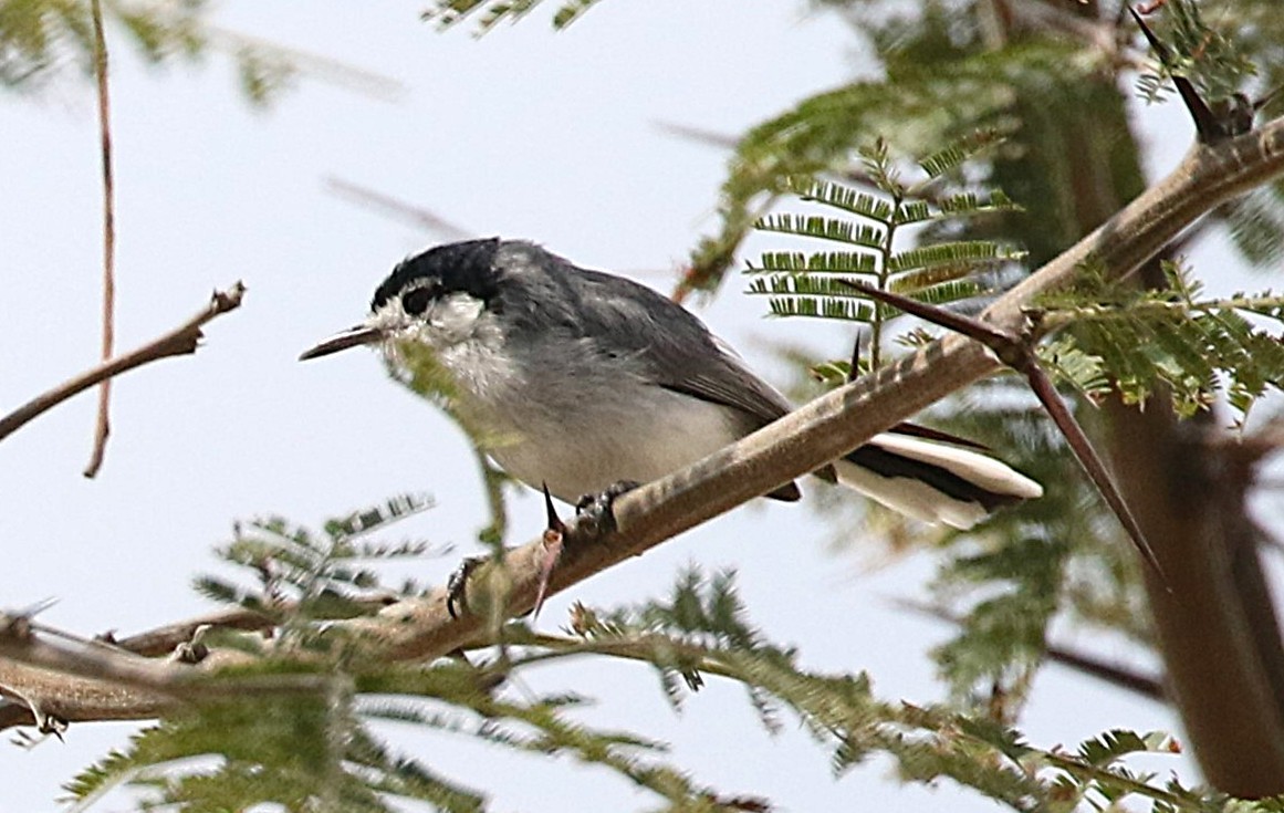 Marañon Gnatcatcher - ML640435989