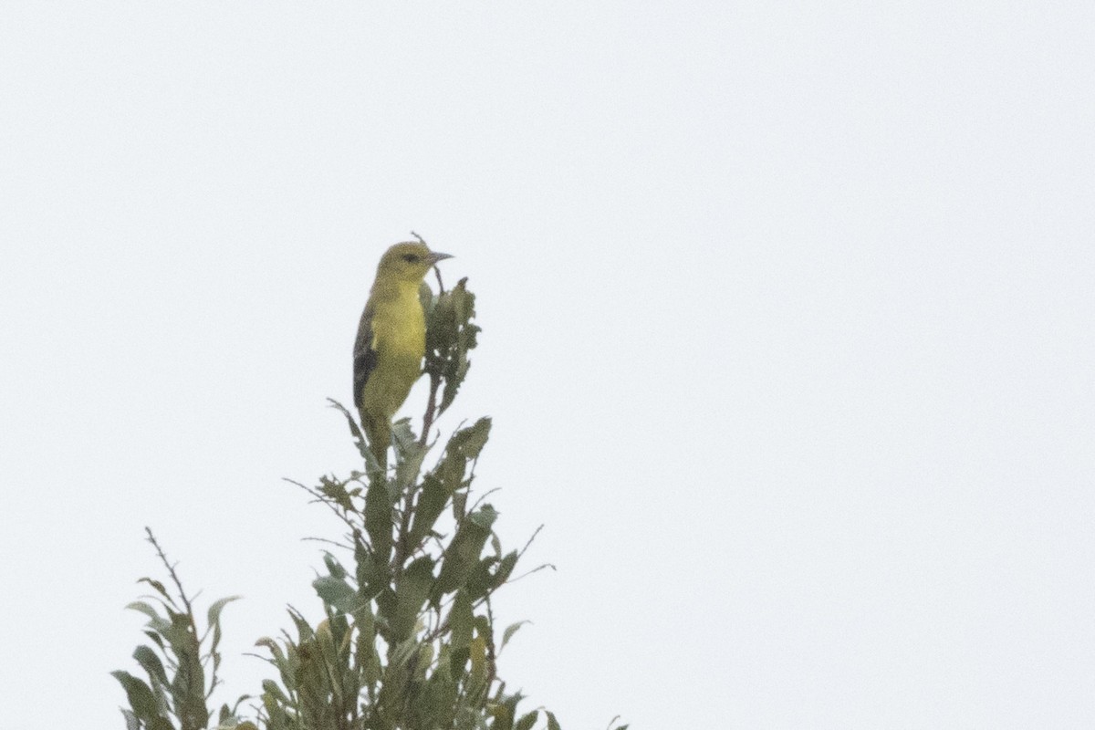 Orchard Oriole - ML640436012