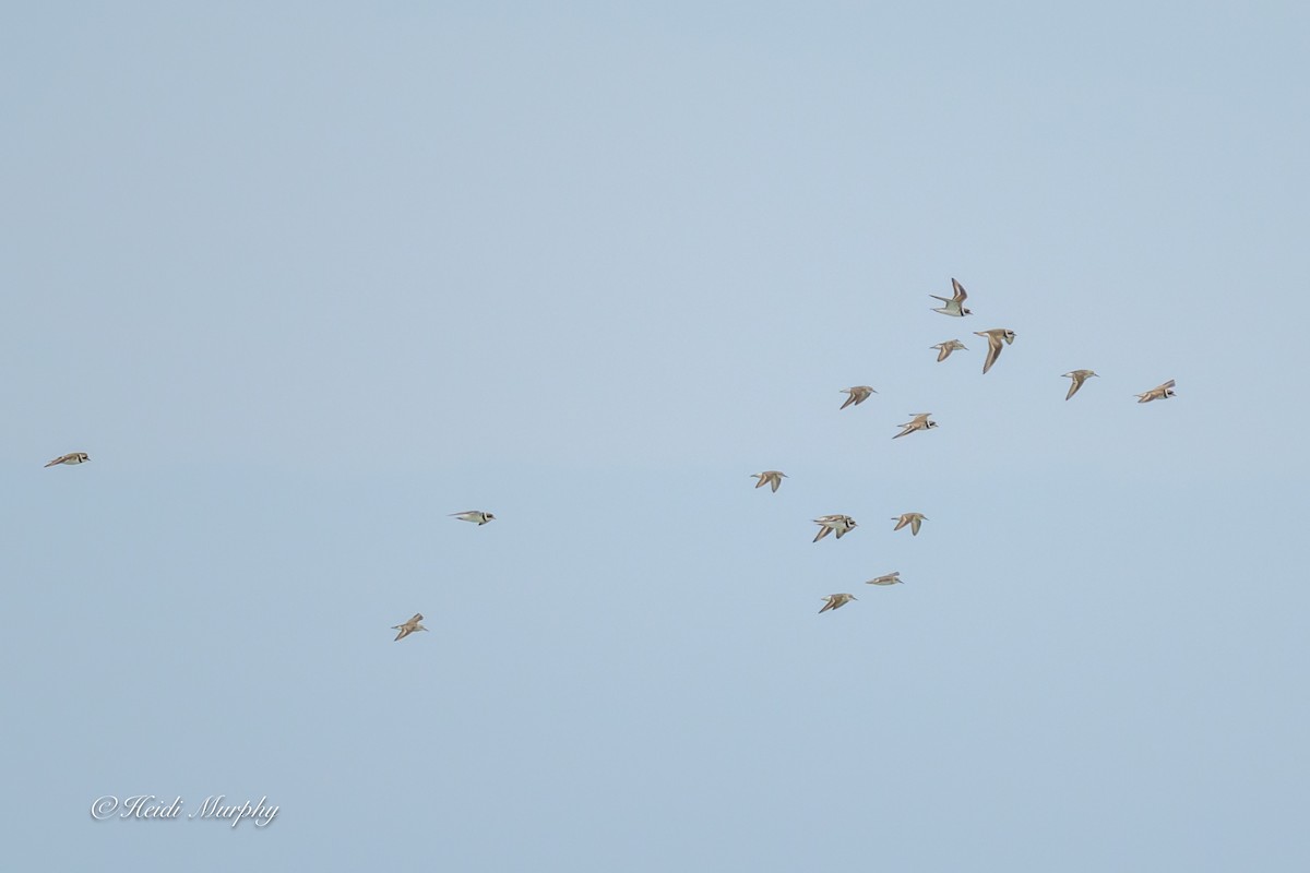 eBird Checklist - 14 Aug 2025 - Plymouth Harbor, Plymouth US-MA 41. ...