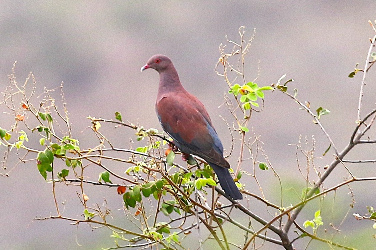 Peruvian Pigeon - ML640436032