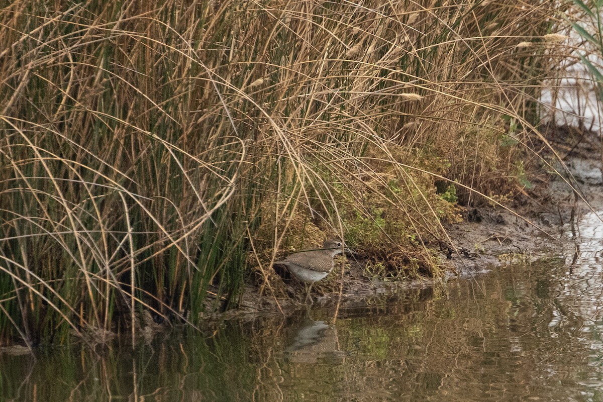 strandsnipe - ML640436033