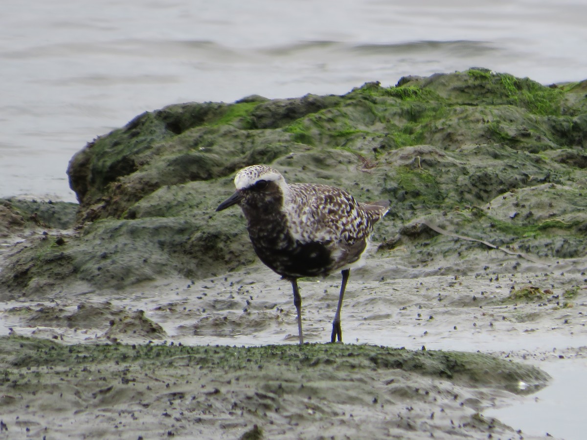 Black-bellied Plover - ML640436104