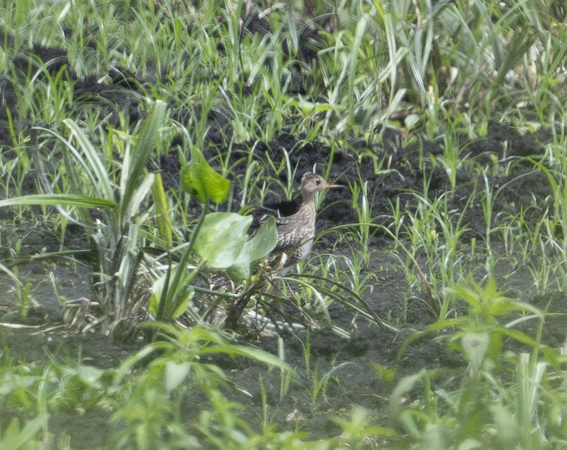 Upland Sandpiper - ML640436180