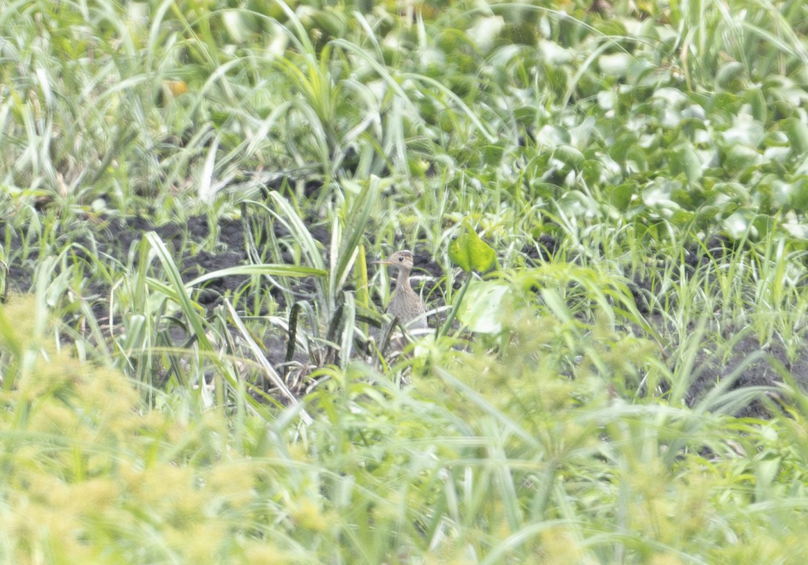 Upland Sandpiper - ML640436182