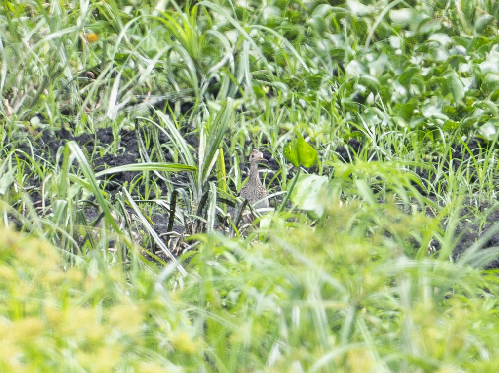 Upland Sandpiper - ML640436183