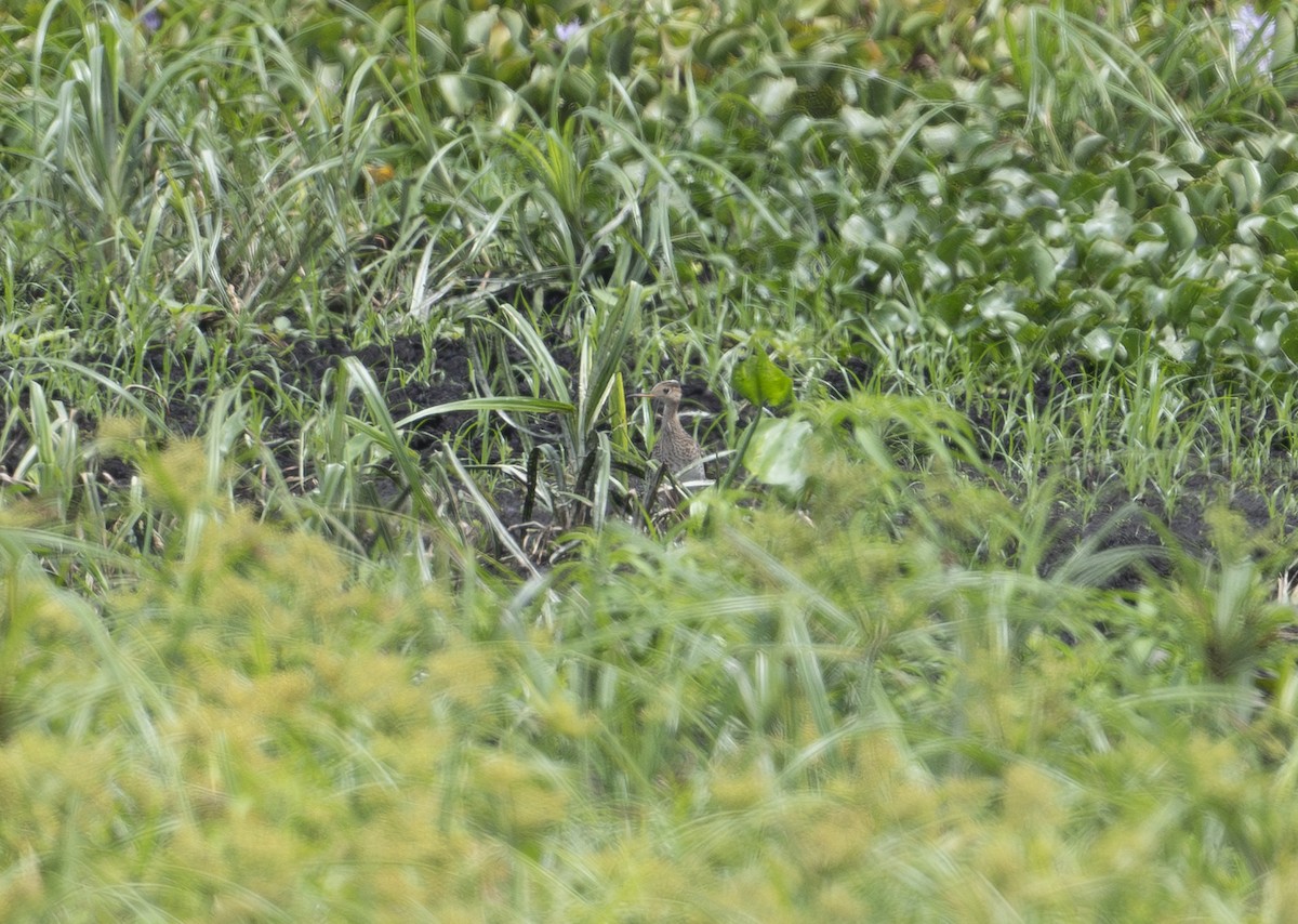 Upland Sandpiper - ML640436184