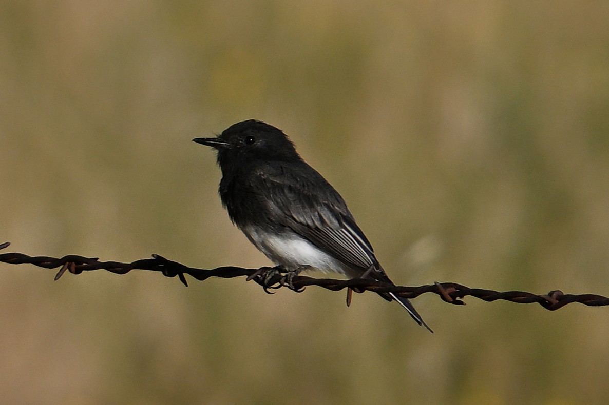 Black Phoebe - ML640436190