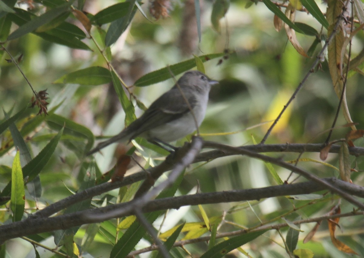 Bell's Vireo (Least) - ML640436195