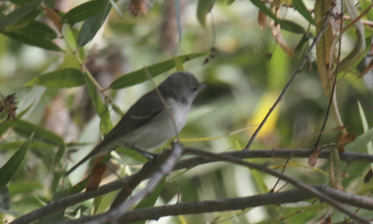 Bell's Vireo (Least) - ML640436196