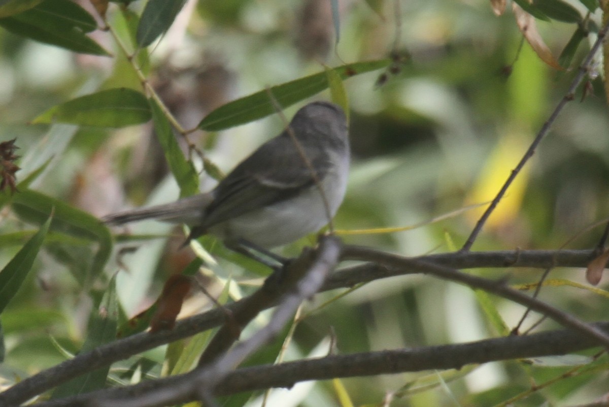 Bell's Vireo (Least) - ML640436197