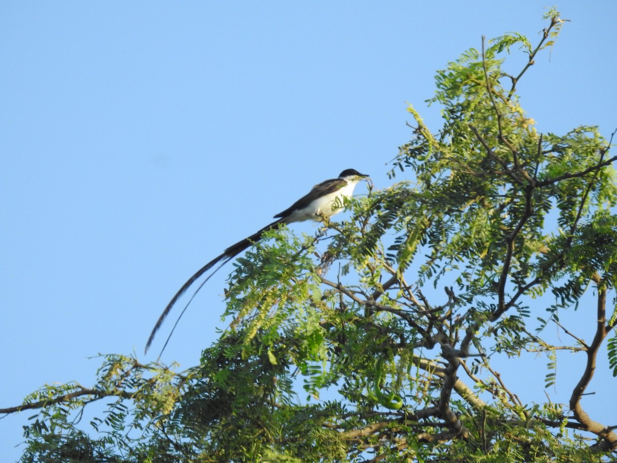 Fork-tailed Flycatcher - ML640436199