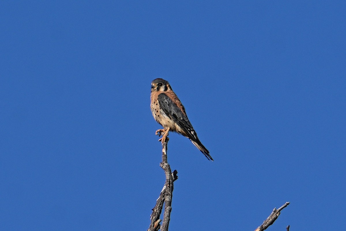 American Kestrel - ML640436200