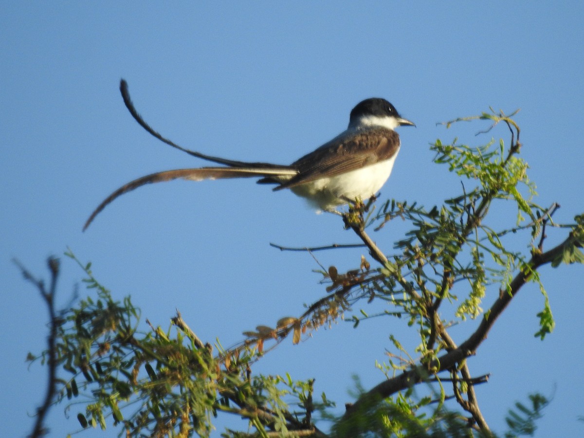 Fork-tailed Flycatcher - ML640436205