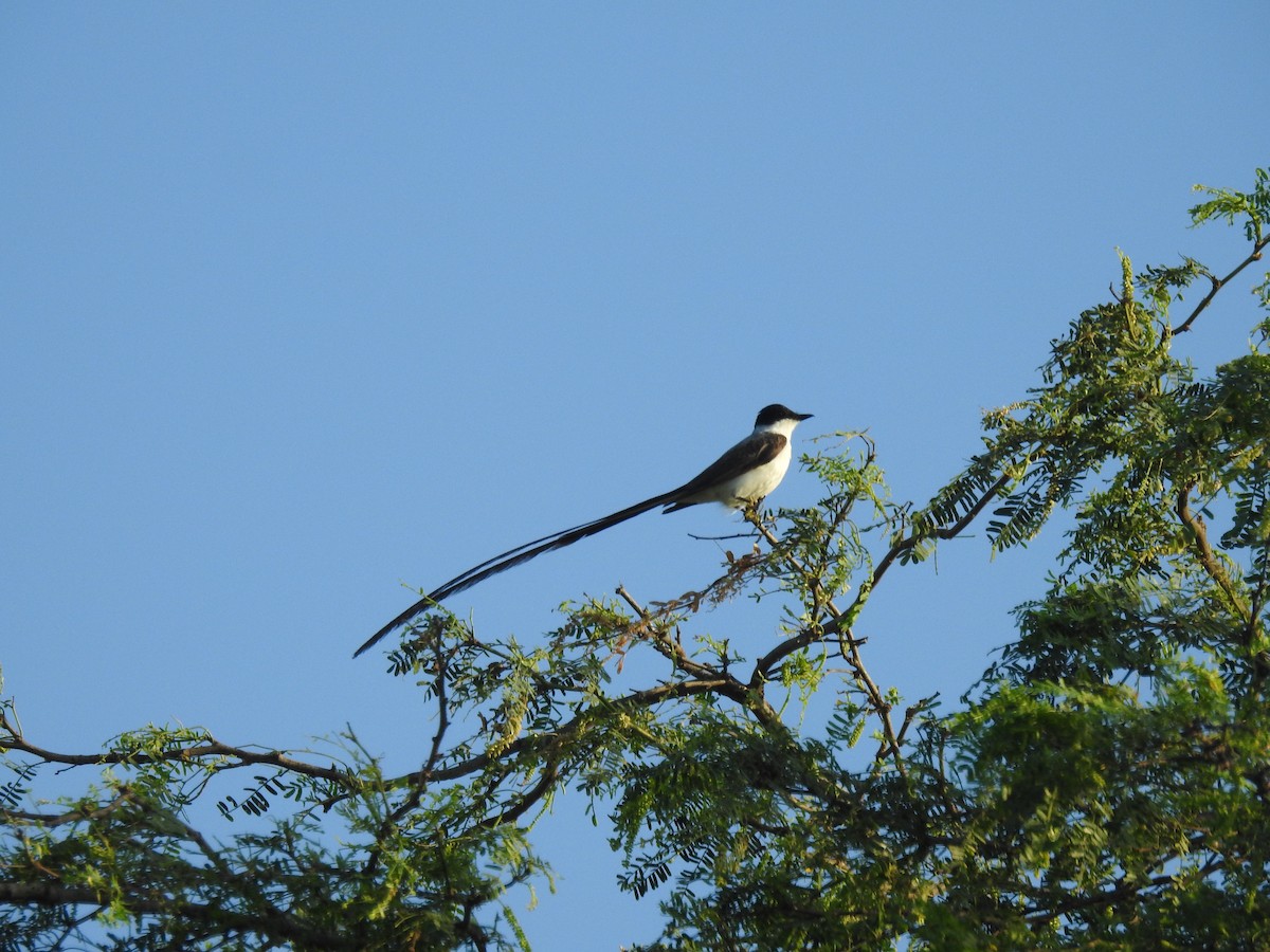 Fork-tailed Flycatcher - ML640436209