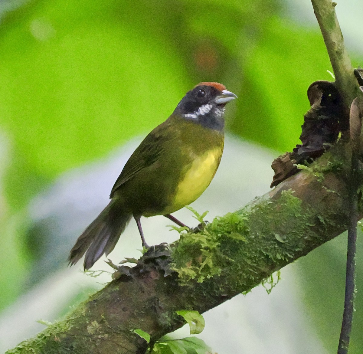 Sooty-faced Finch - ML640436218