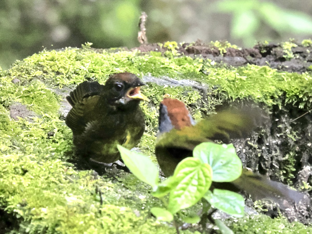 Sooty-faced Finch - ML640436219