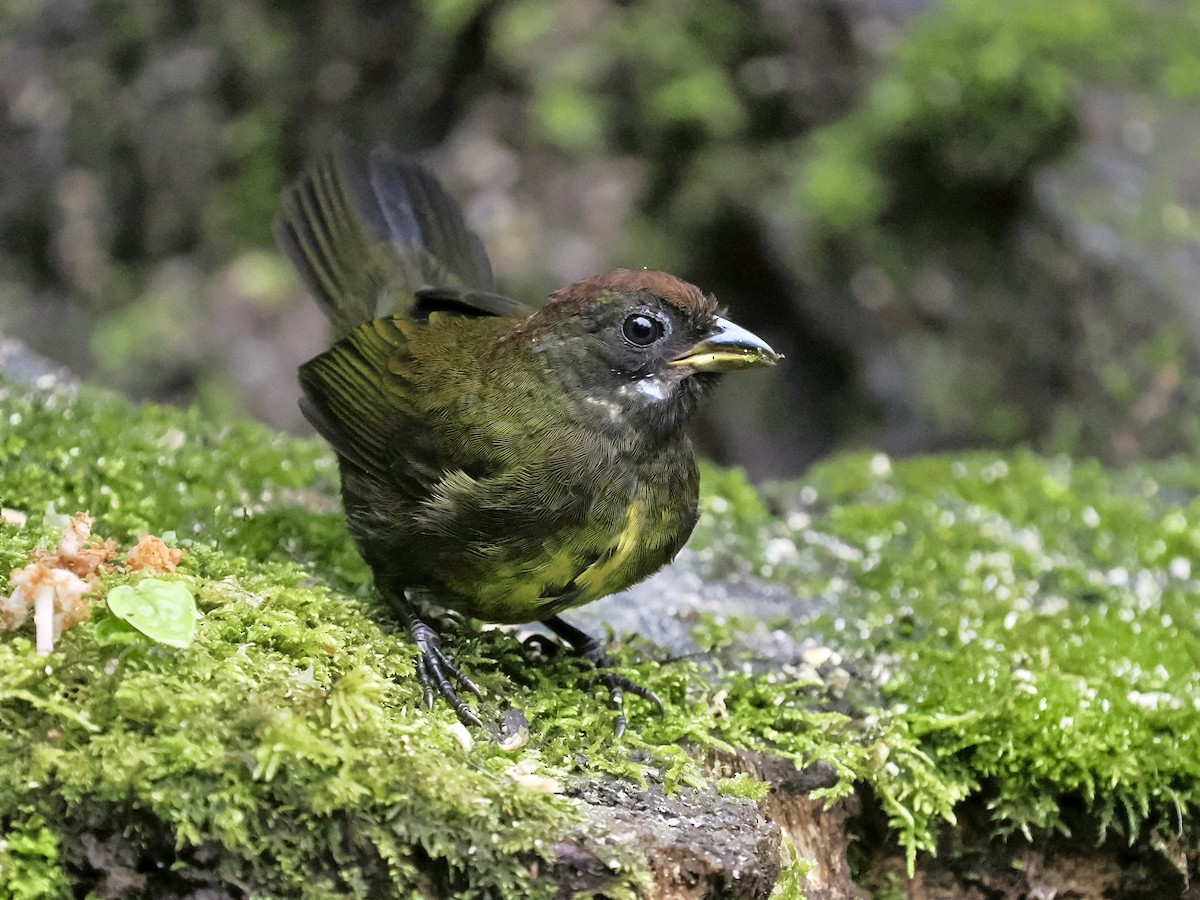 Sooty-faced Finch - ML640436220
