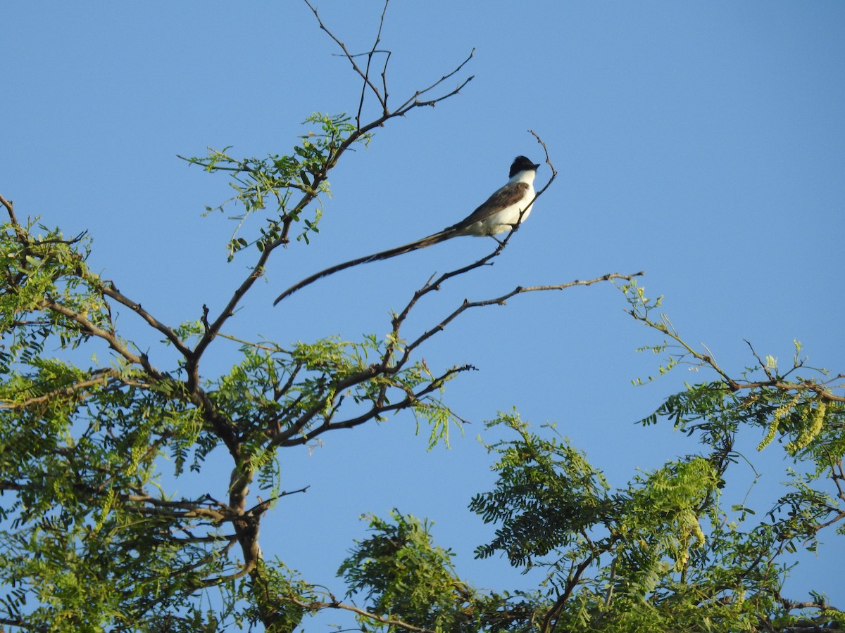 Fork-tailed Flycatcher - ML640436225