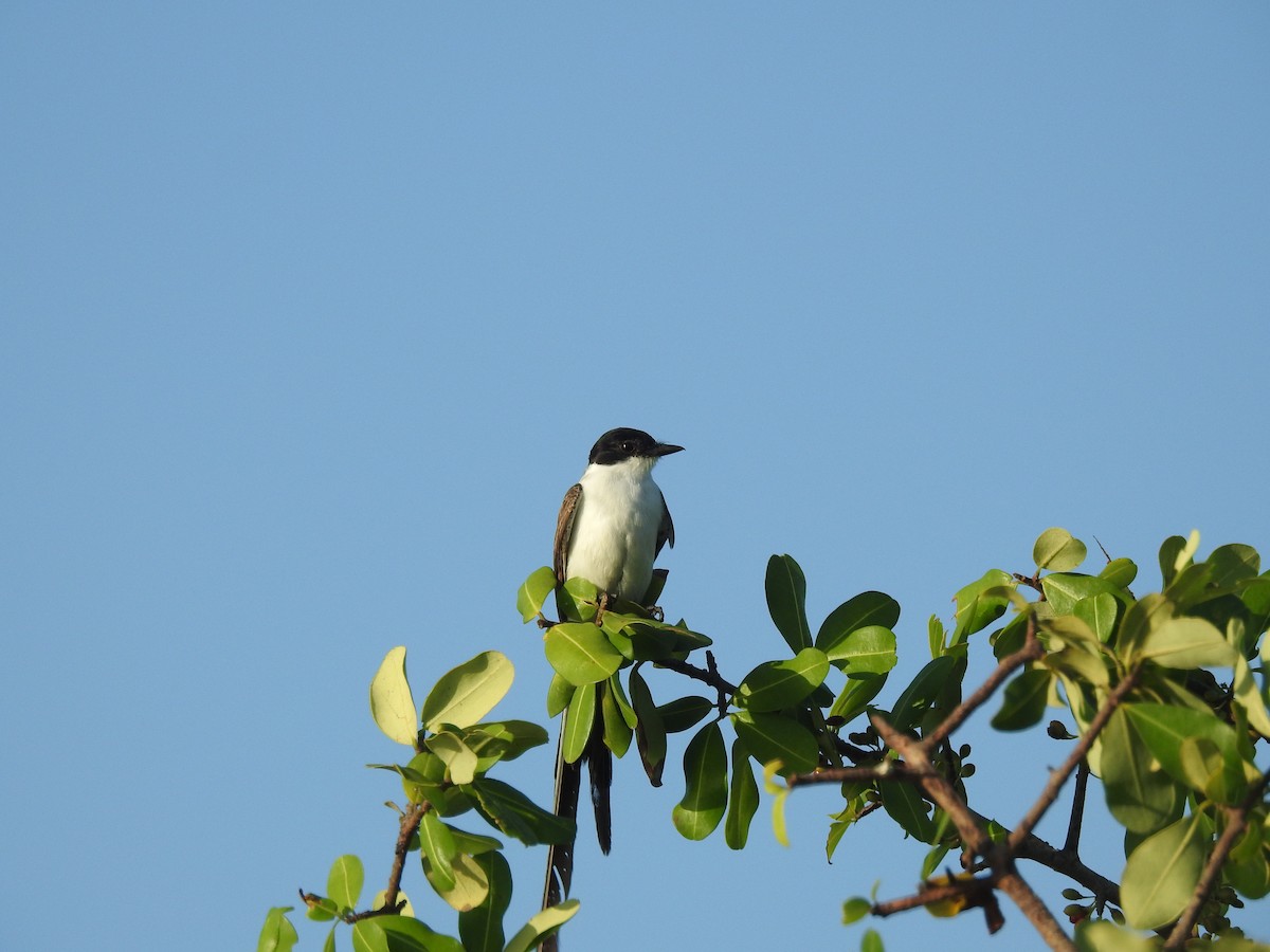 Fork-tailed Flycatcher - ML640436252