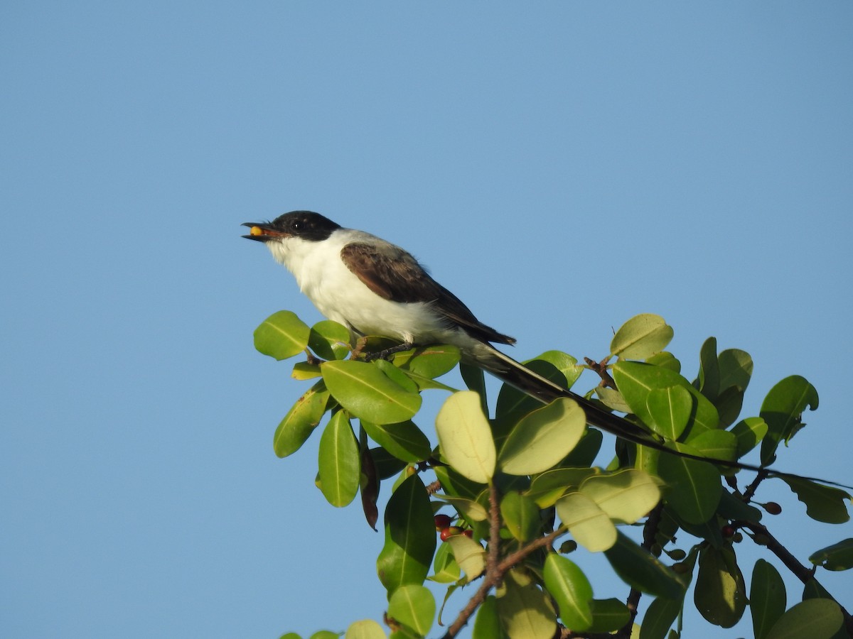 Fork-tailed Flycatcher - ML640436256