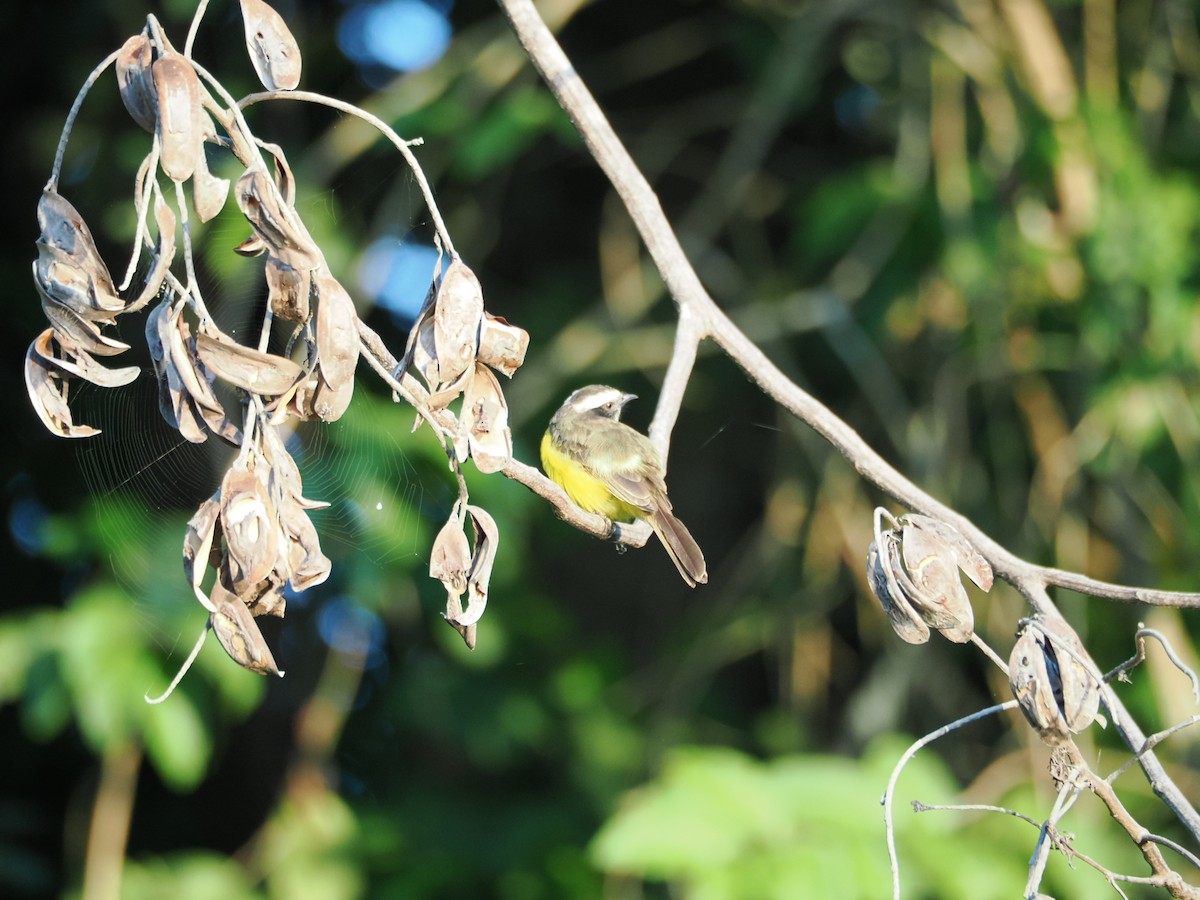 Rusty-margined Flycatcher - ML640436260