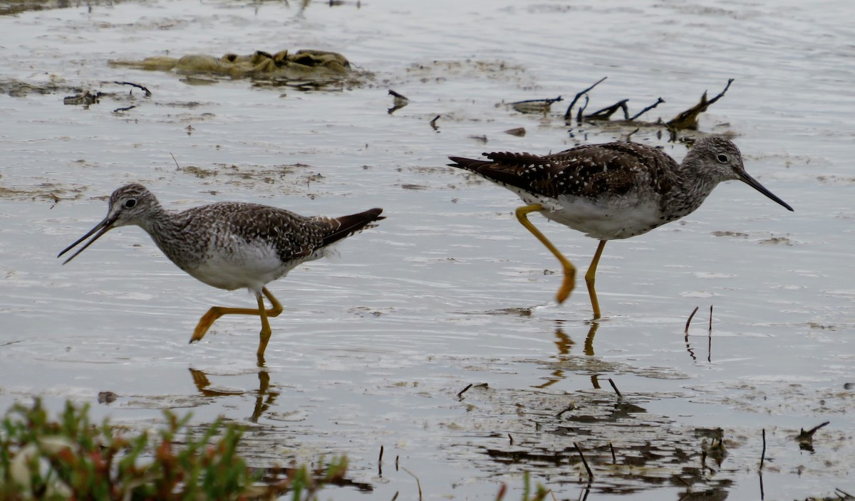 Lesser Yellowlegs - ML640436263