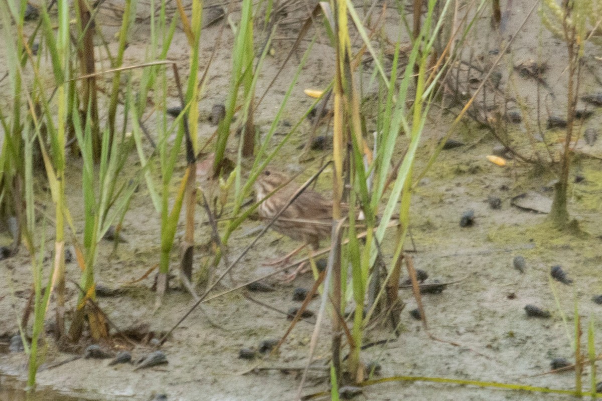 Savannah Sparrow (Large-billed) - ML640436288