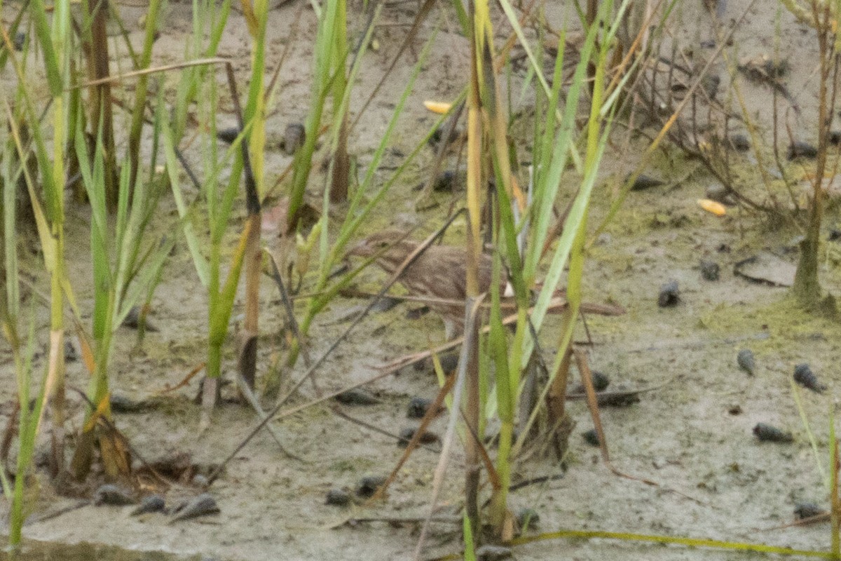 Savannah Sparrow (Large-billed) - ML640436289