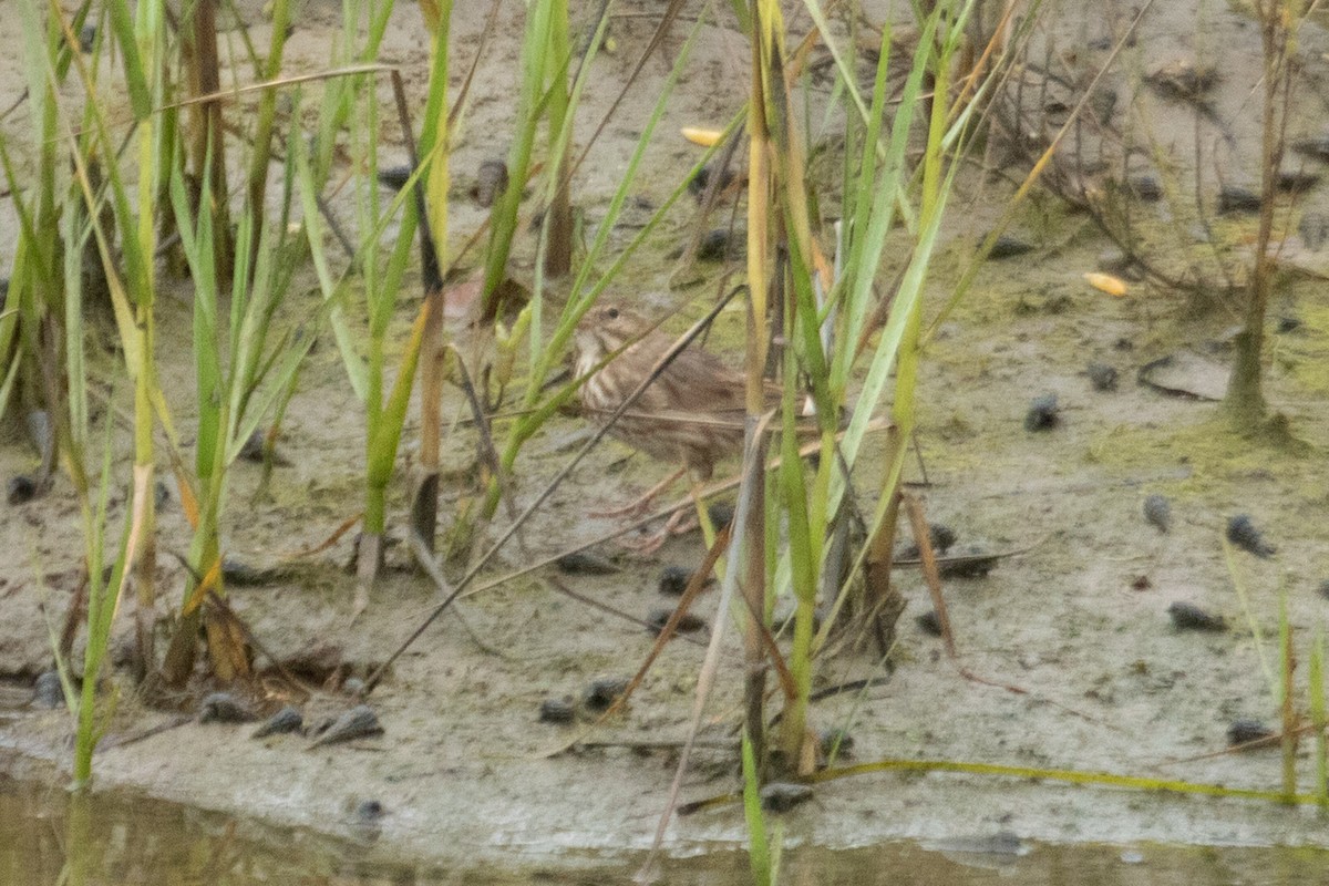 Savannah Sparrow (Large-billed) - ML640436291