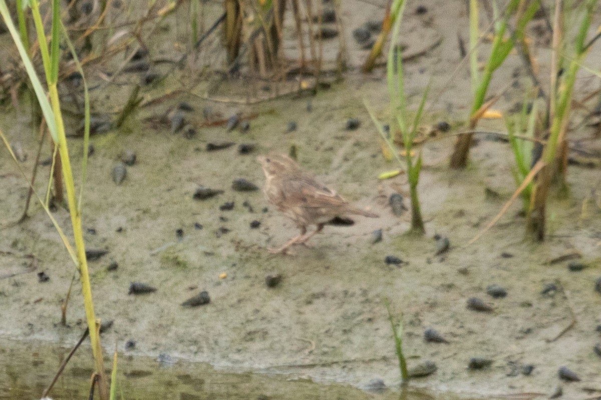 Savannah Sparrow (Large-billed) - ML640436294