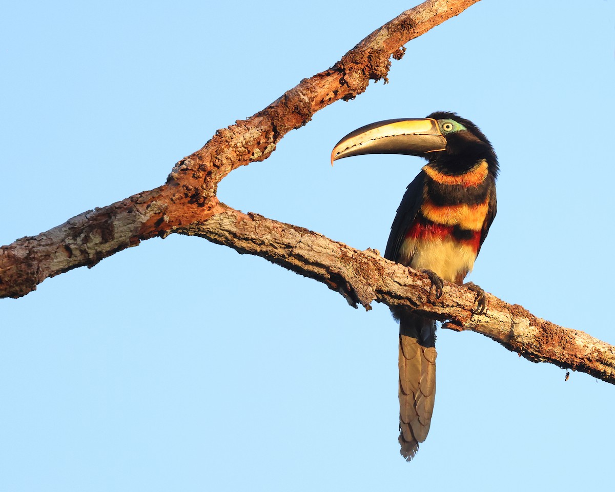 Many-banded Aracari - ML640436394