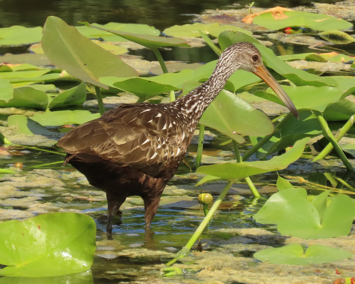 Limpkin - ML640436403