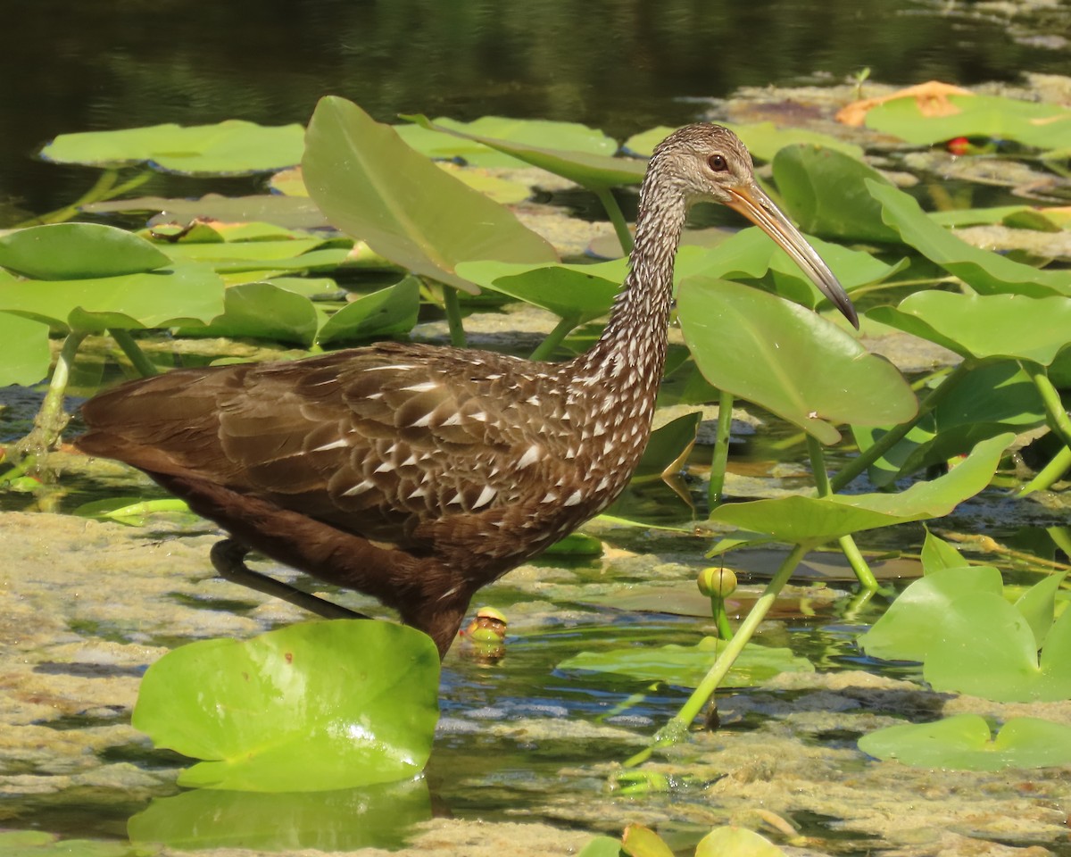 Limpkin - ML640436404