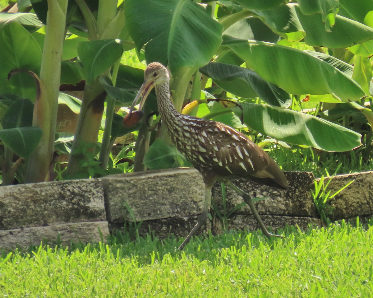 Limpkin - ML640436406