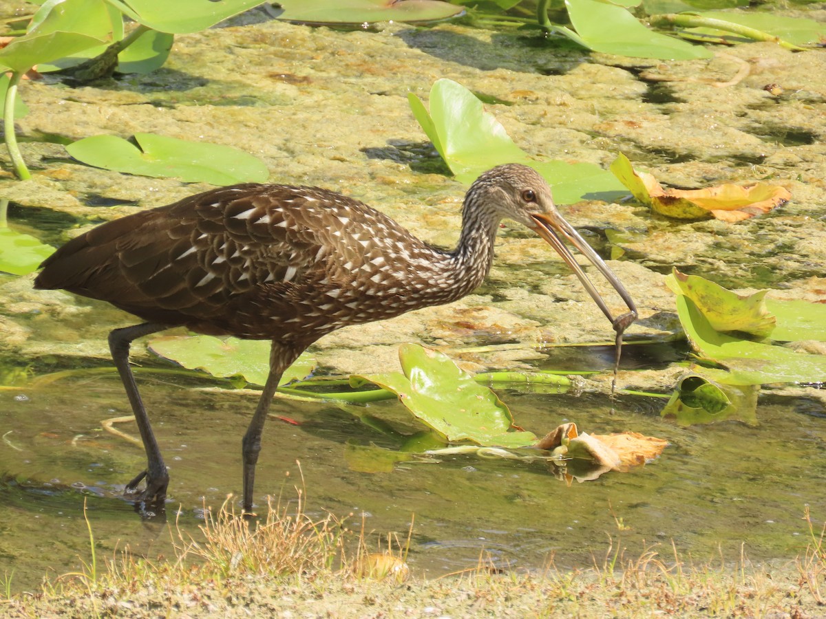 Limpkin - ML640436407