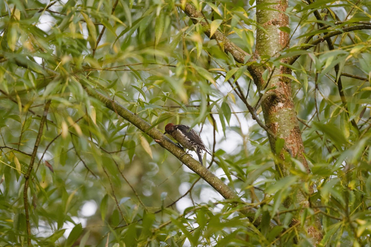 Red-breasted Sapsucker - ML640436434