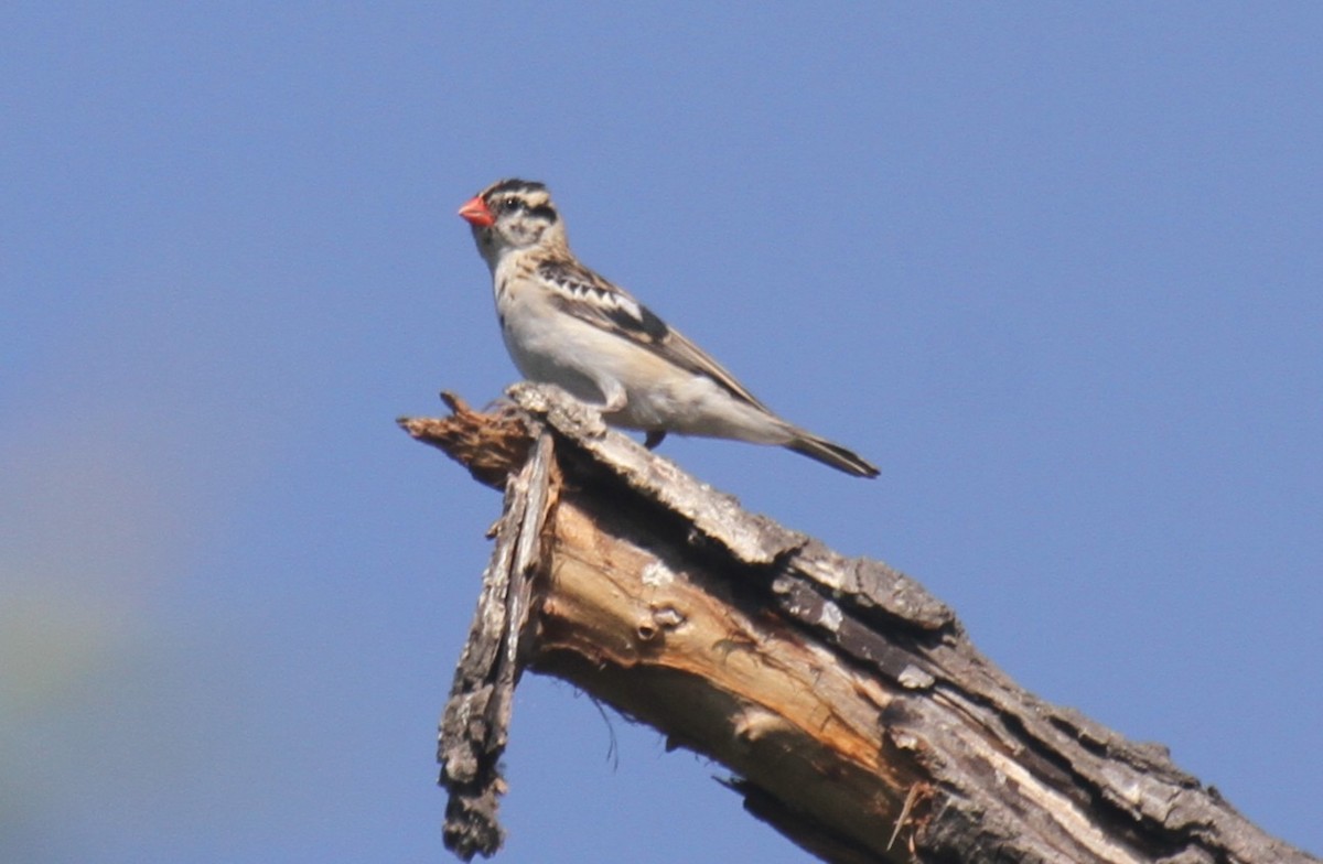 Pin-tailed Whydah - ML640436597